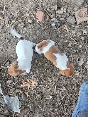 căței jack Russell  - imagine 2