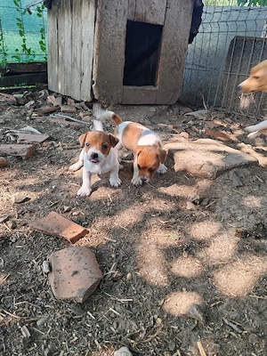 căței jack Russell 