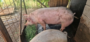 Vând porc 180 kg