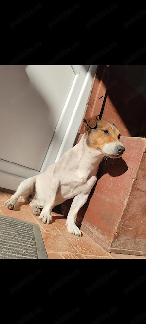 căței jack Russell  - imagine 3