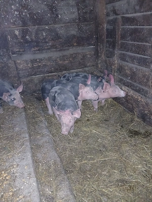 Purcei șoldanași pietrean belgian,rasa numai de carne - imagine 5
