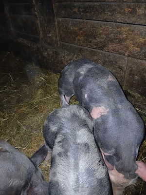 Purcei șoldanași pietrean belgian,rasa numai de carne - imagine 2