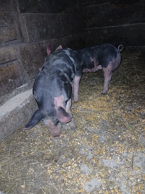 Purcei șoldanași pietrean belgian,rasa numai de carne - imagine 4