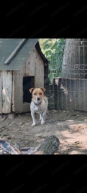 căței jack Russell  - imagine 4