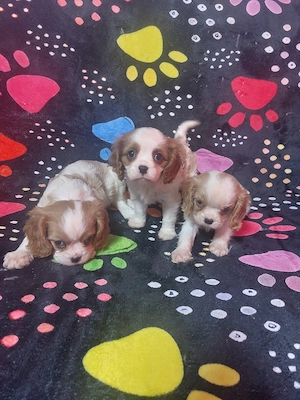 Cavalier King Charles Spaniel