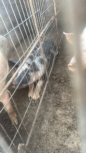 Porci landrace - imagine 4