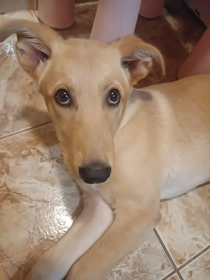 Ofer spre adopție caine metis - imagine 3