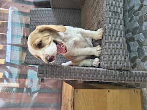 Mascul Beagle rasa pura 