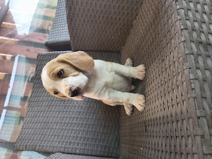 Mascul Beagle rasa pura  - imagine 2