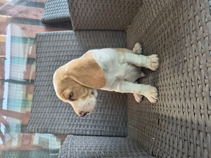 Mascul Beagle rasa pura  - imagine 3