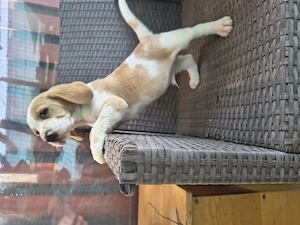 Mascul Beagle rasa pura  - imagine 4