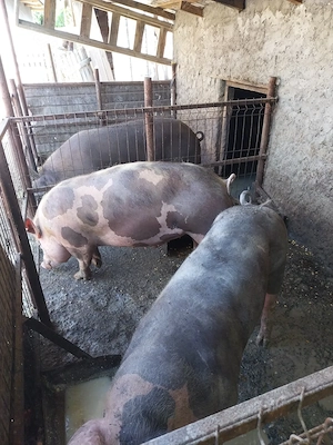 Porci rasa de carne mai multe detalii la telefon 