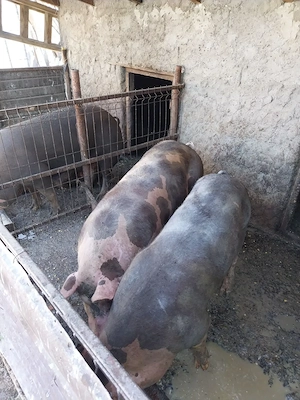 Porci rasa de carne mai multe detalii la telefon  - imagine 2