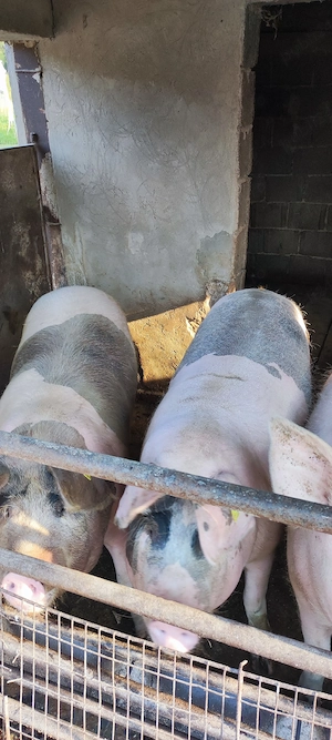 Vand porc gras   - imagine 2