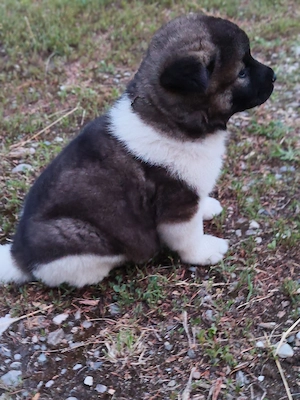 Akita american cu pedigree 