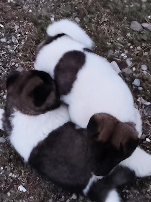 Akita american cu pedigree  - imagine 4