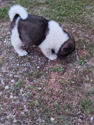 Akita american cu pedigree  - imagine 2