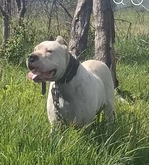 disponibil dog argentinian mascul - imagine 2