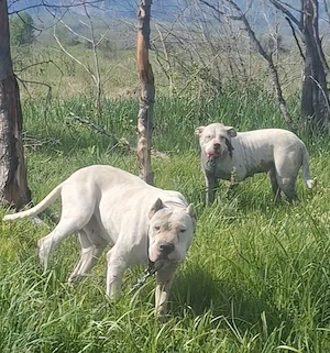 disponibil dog argentinian mascul - imagine 3