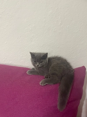 pisicuta british shorthair isi cauta urgent o familie iubitoare