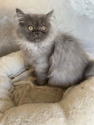 Motanel persan dollface superb 