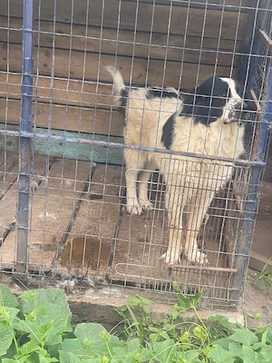 Ciobanesc de Bucovina, mascul 11 luni.  - imagine 3