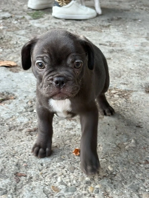 Pui Bulldog Francez - imagine 2
