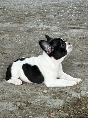 Pui Bulldog Francez - imagine 3