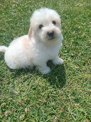 Bichon maltez mascul  - imagine 4