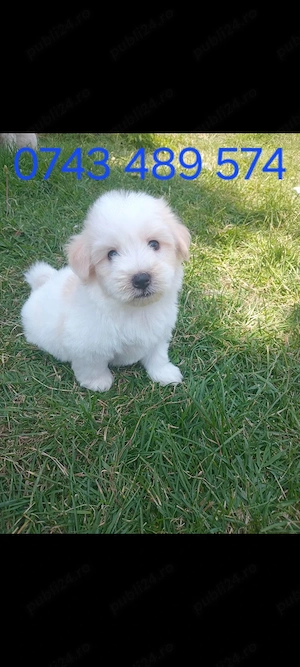 Bichon maltez mascul 