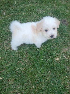 Bichon maltez mascul  - imagine 3