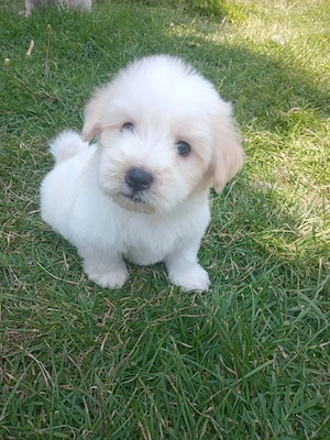 Bichon maltez mascul  - imagine 2
