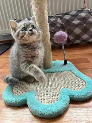 British Shorthair 
