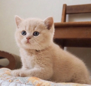 British Shorthair 