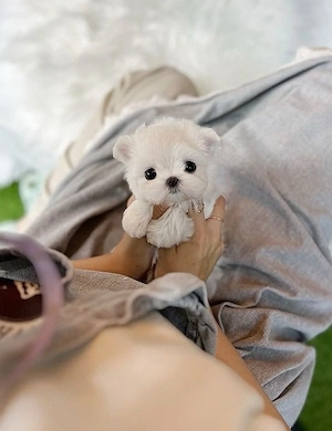 Bichon maltez mini toy 