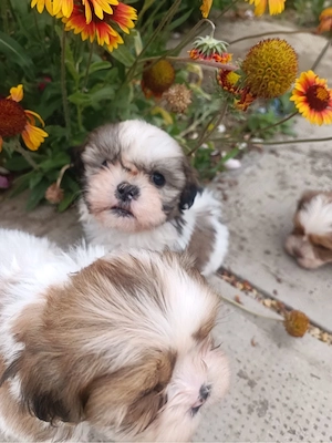 Vindem catelusi Shih tzu