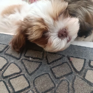 Vindem catelusi Shih tzu - imagine 4