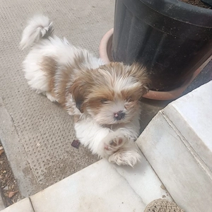 Vindem catelusi Shih tzu - imagine 5
