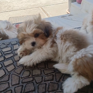 Vindem catelusi Shih tzu - imagine 3