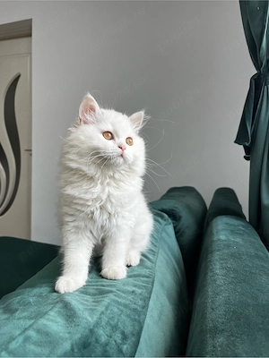 British Longhair White - imagine 2