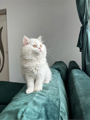 British Longhair White - imagine 3