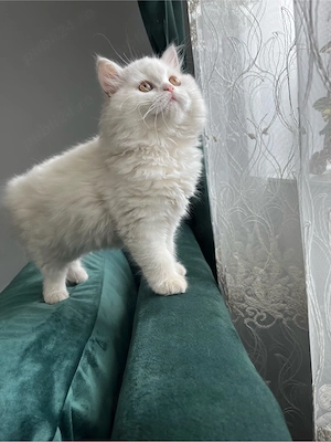 British Longhair White - imagine 5