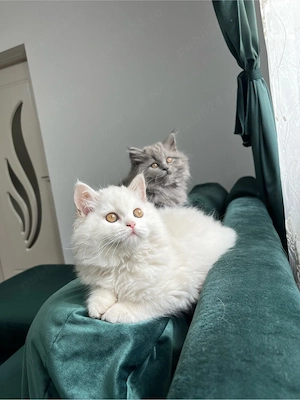British longhair - imagine 4