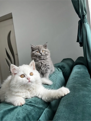 British longhair