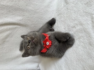 Pisici British shorthair 