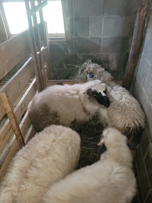 disponibili