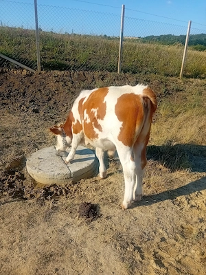 Vitei bălțați 