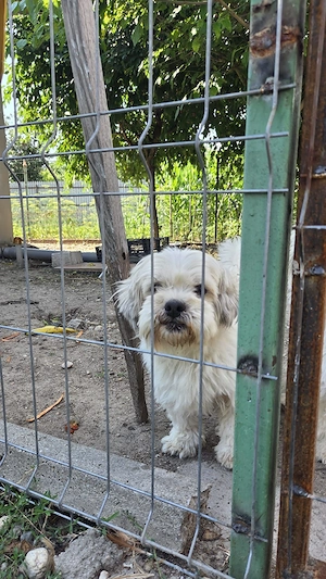 vand catelusi Shih Tzu, 4 saptamani - imagine 2