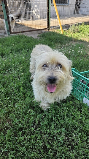 vand catelusi Shih Tzu, 4 saptamani - imagine 3