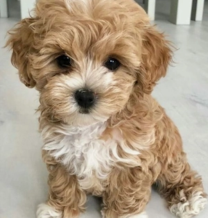 Maltipoo puiuți 